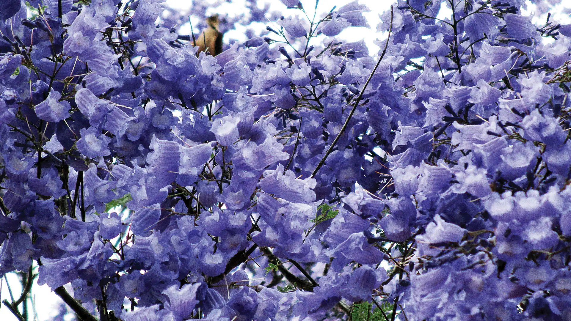 Jacaranda in flower